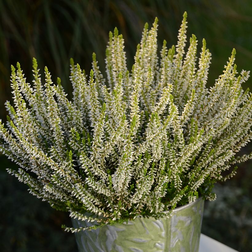 Calluna vulgaris Sarah - Zomerheide (Groeiplaats)