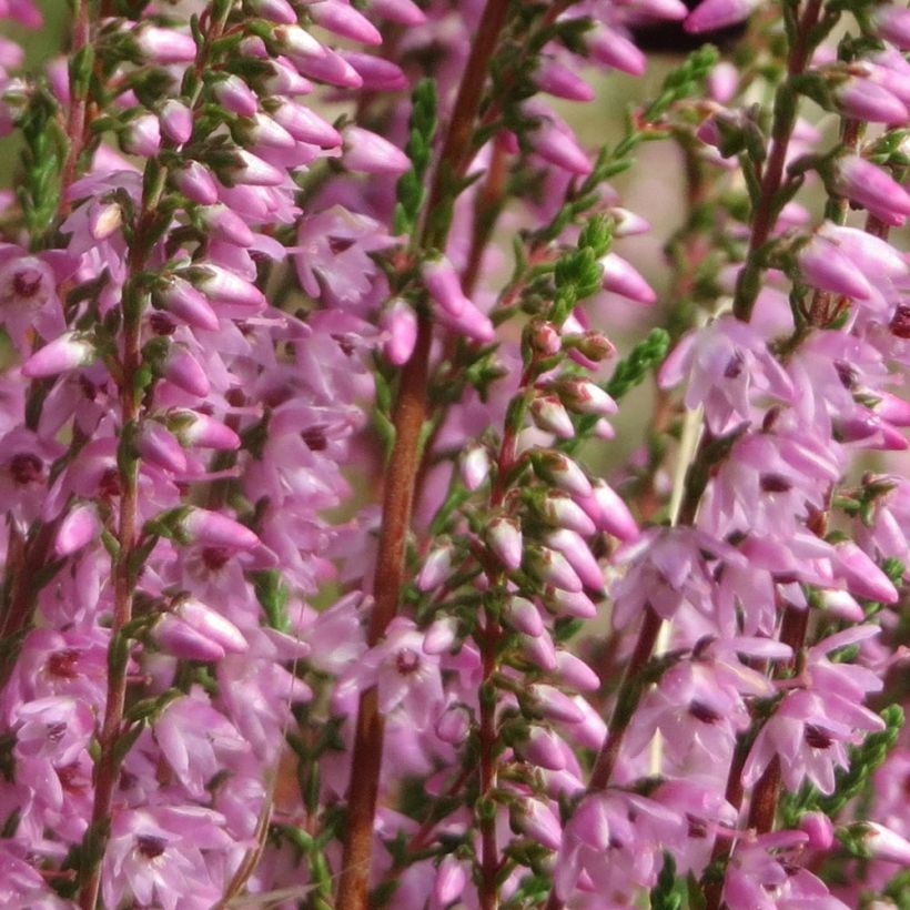 Calluna vulgaris Tib - Zomerheide (Flowering)