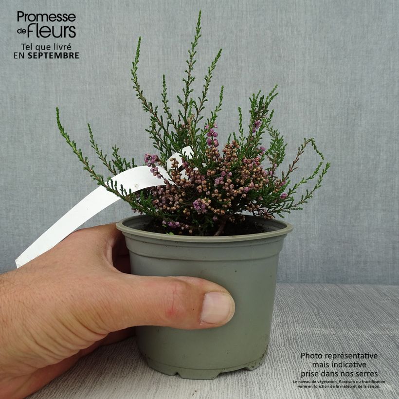 Exemplaar van Calluna vulgaris Tib - Zomerheide Pot van 12 cm / 13 cm zoals geleverd in de herfst