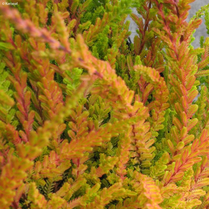 Calluna vulgaris Wickwar Flame - Zomerheide (Foliage)