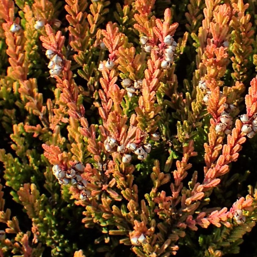 Calluna vulgaris Winter Chocolate - Zomerheide (Foliage)