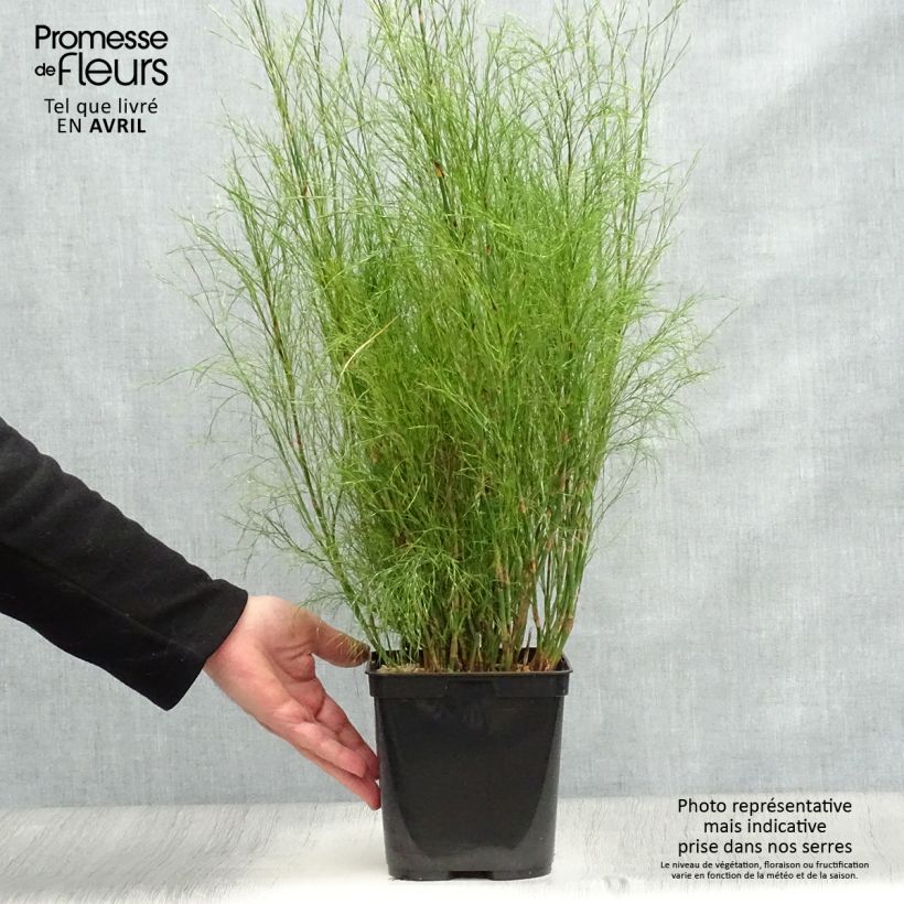 Exemplaar van Calopsis paniculata Pot van 2 l/3 l zoals geleverd in de lente