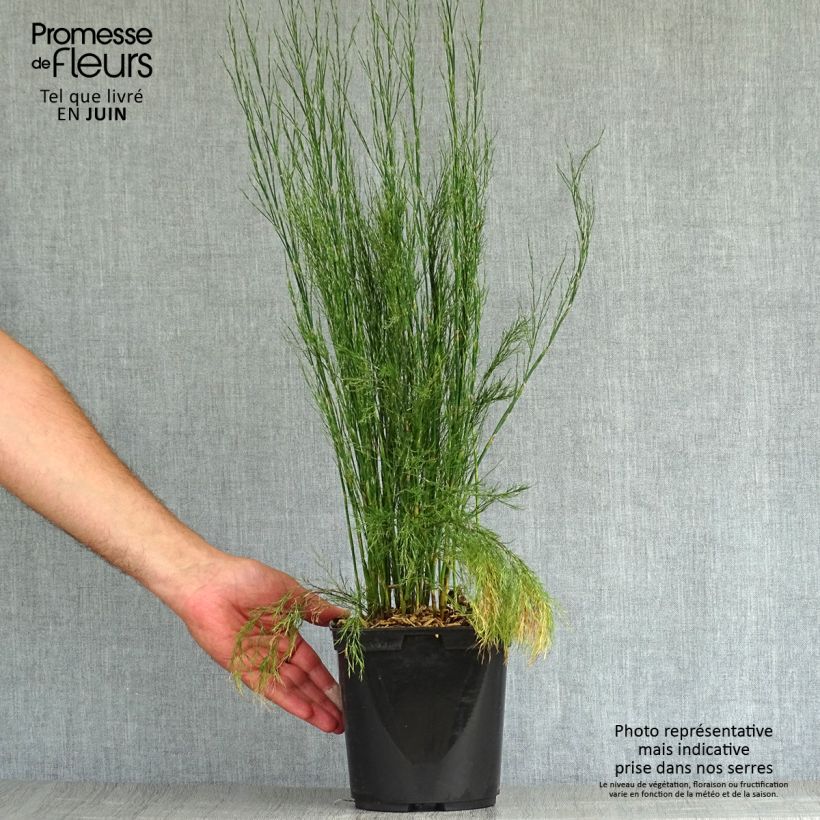 Exemplaar van Calopsis paniculata Pot van 2 l/3 l zoals geleverd in de zomer