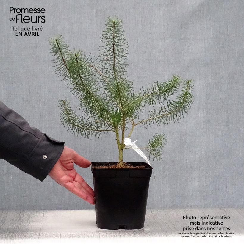 Exemplaar van Calothamnus quadrifidus Grey Form - grijze calothamnus Pot van 4 l/5 l zoals geleverd in de lente