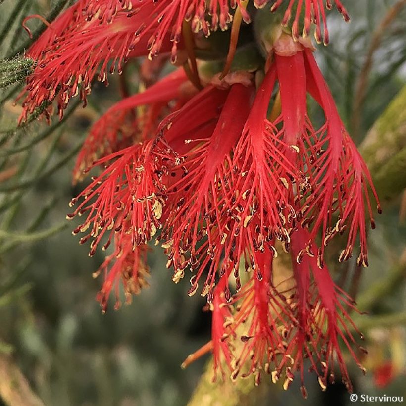Calothamnus quadrifidus (Bloei)