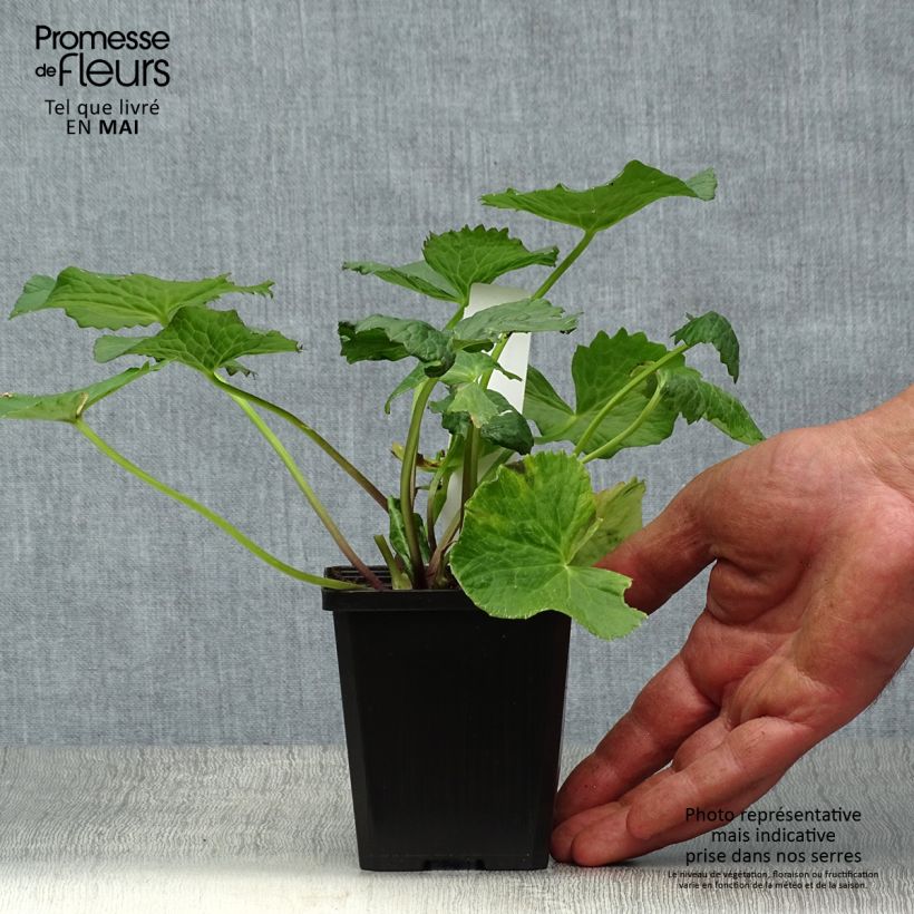 Exemplaar van Caltha palustris Plena - Dotterbloem dubbel Kweekpotje van 8/9 cm zoals geleverd in de lente