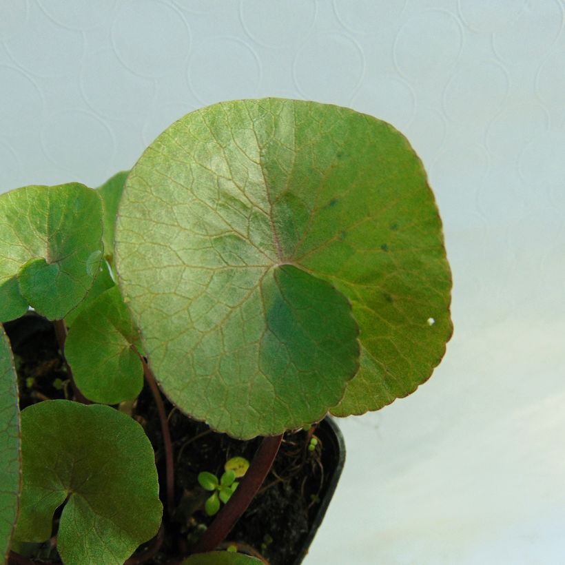 Caltha palustris Polypetala - Dotterbloem (Foliage)