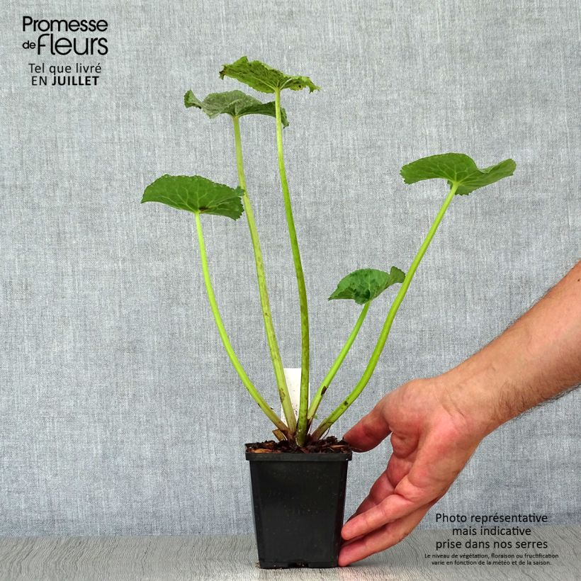 Exemplaar van Caltha palustris Polypetala - Dotterbloem Kweekpotje van 8/9 cm zoals geleverd in de zomer