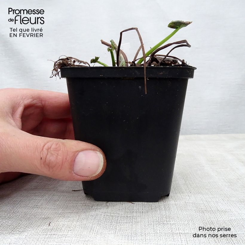 Example of Caltha palustris Polypetala - Populage - Souci des marais Kweekpotje van 8/9 cm as you get in hiver