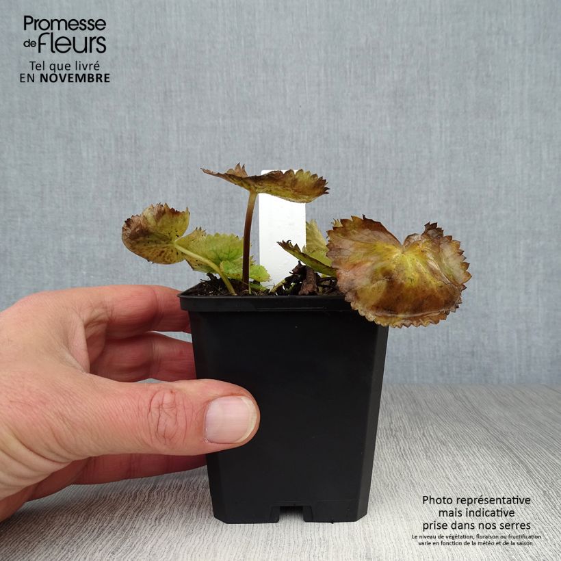 Exemplaar van Caltha palustris var. alba - Witte dotterbloem Kweekpotje van 8/9 cm zoals geleverd in de herfst