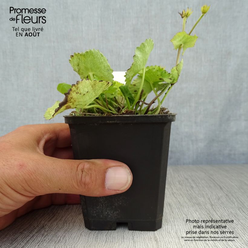 Exemplaar van Caltha palustris var. alba - Witte dotterbloem Kweekpotje van 8/9 cm zoals geleverd in de zomer