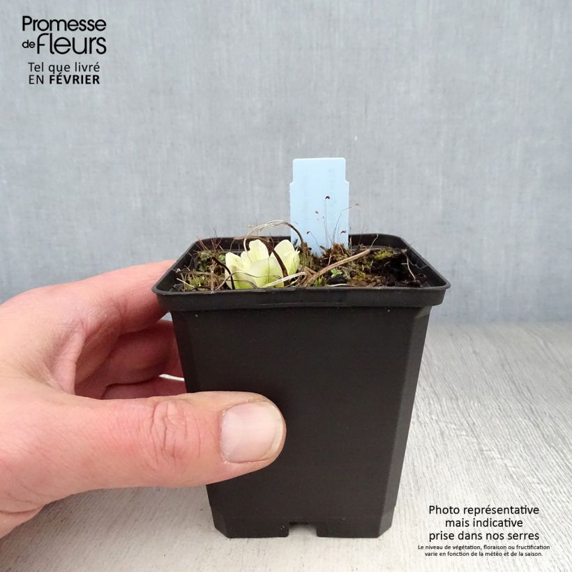 Example of Caltha palustris var.alba - Populage blanc - Souci des marais blanc Kweekpotje van 8/9 cm as you get in hiver