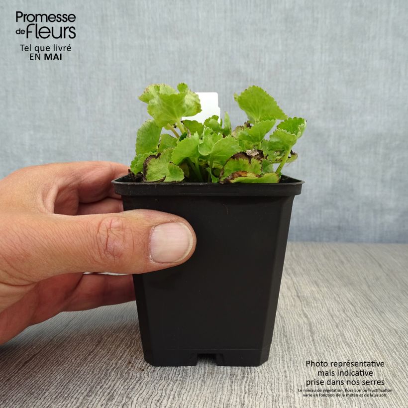 Exemplaar van Caltha palustris var. alba - Witte dotterbloem Kweekpotje van 8/9 cm zoals geleverd in de lente