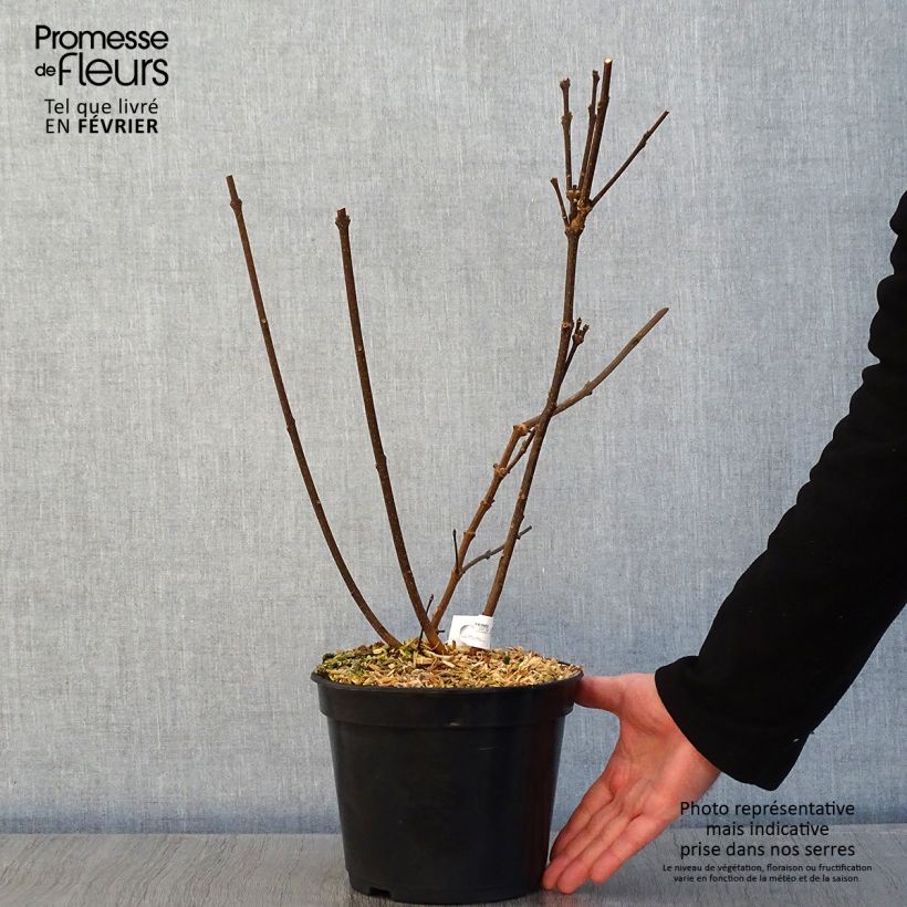 Example of Calycanthus Michael Lindsay - Arbre aux anémones Pot van 4 l/5 l as you get in hiver