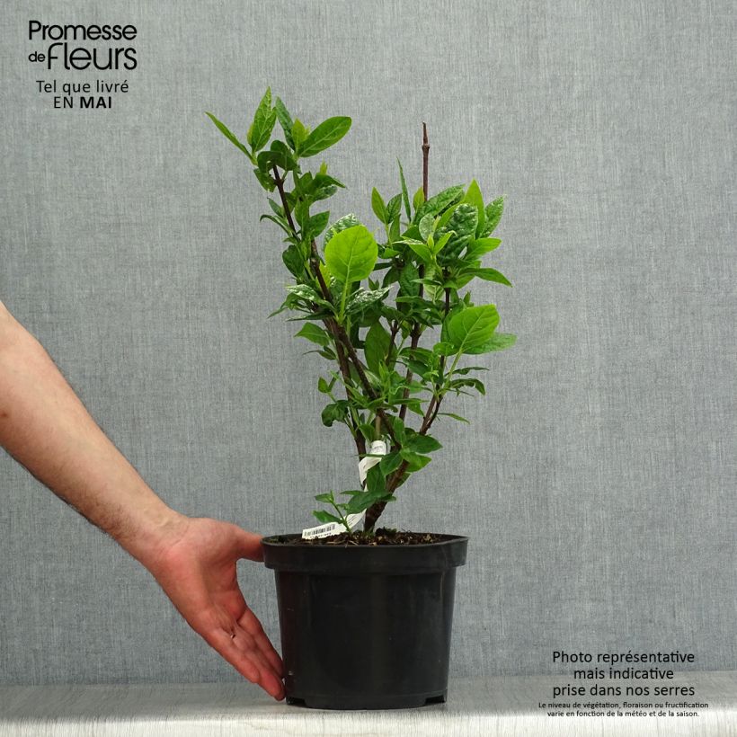 Exemplaar van Calycanthus floridus Michael Lindsay - Specerijstruik Pot van 4 l/5 l zoals geleverd in de lente