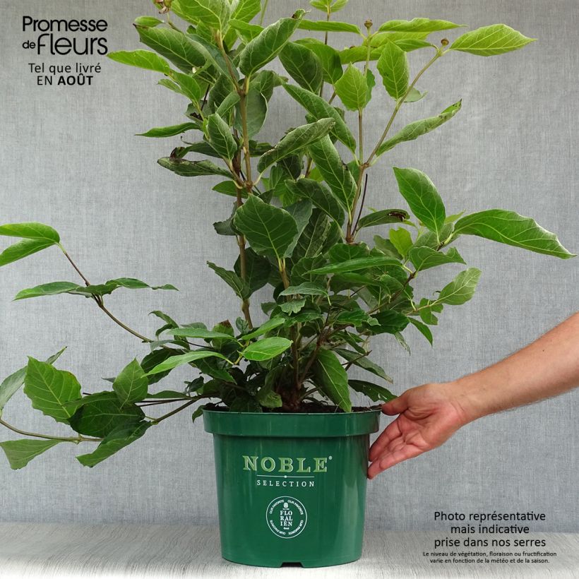 Exemplaar van Calycanthus raulstonii Venus - Specerijstruik Pot van 7,5 l/10 l zoals geleverd in de zomer