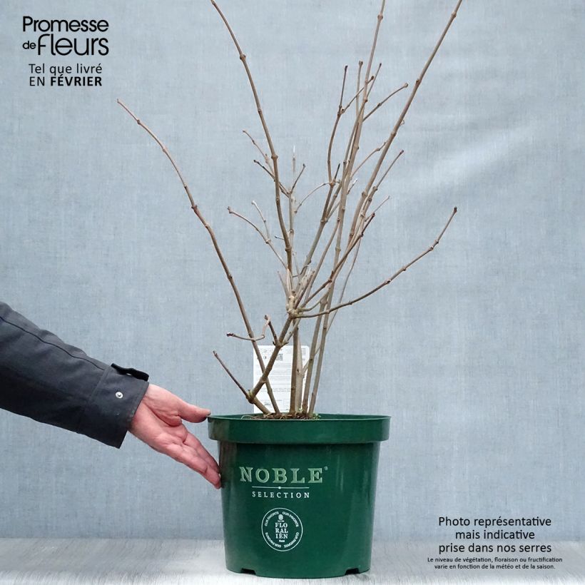 Example of Calycanthus Venus - Arbre aux anémones Pot van 7,5 l/10 l as you get in hiver