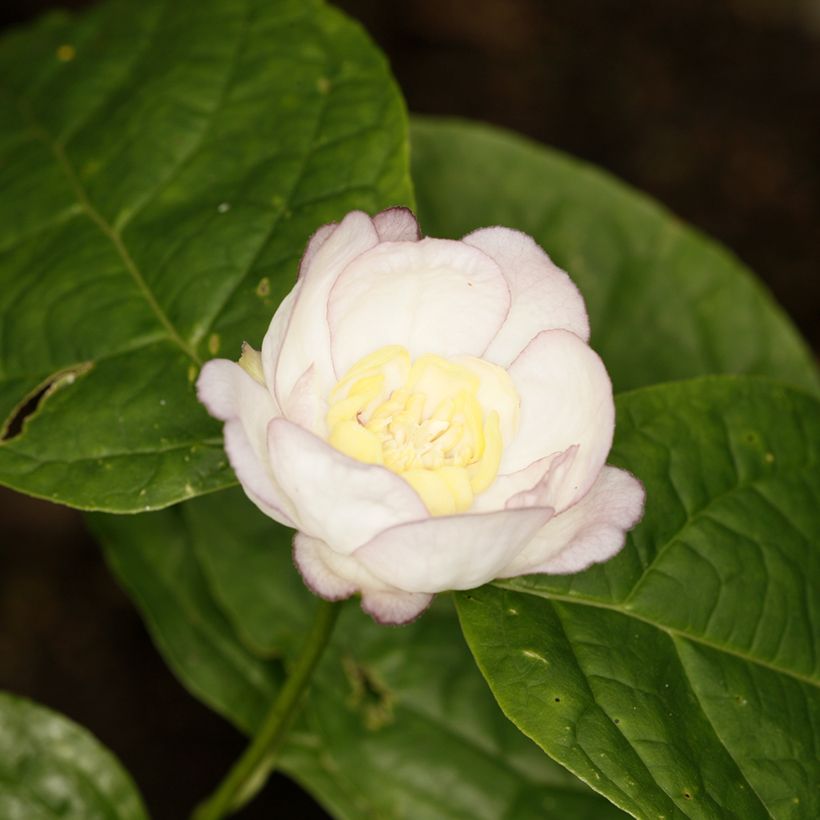 Calycanthus chinensis - Sinocalycanthus (Bloei)
