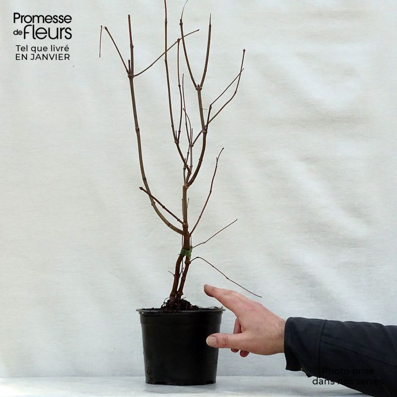 Example of Calycanthus floridus - Arbre aux anémones Pot van 2 l/3 l as you get in hiver