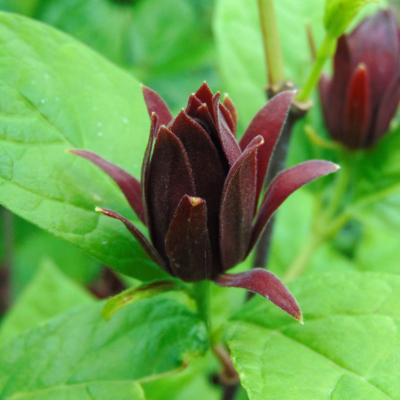 Calycanthus floridus - Specerijstruik (Flowering)