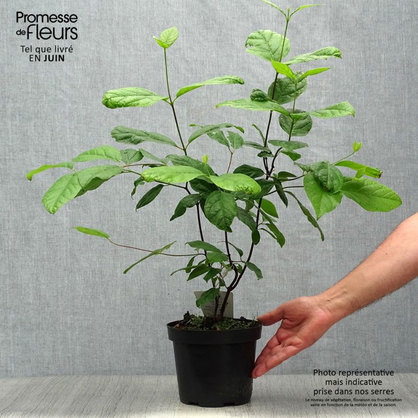 Exemplaar van Calycanthus floridus - Specerijstruik Pot van 2 l/3 l zoals geleverd in de zomer