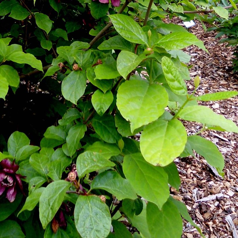 Calycanthus raulstonii Aphrodite - Specerijstruik (Foliage)
