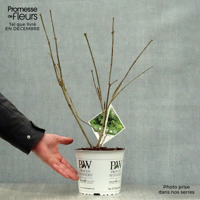 Example of Calycanthus raulstonii Aphrodite - Arbre aux anémones. Pot van 2 l/3 l as you get in hiver