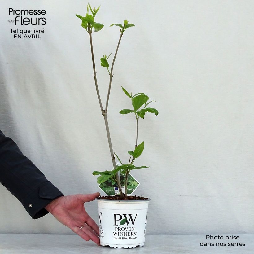 Exemplaar van Calycanthus raulstonii Aphrodite - Specerijstruik Pot van 2 l/3 l zoals geleverd in de lente