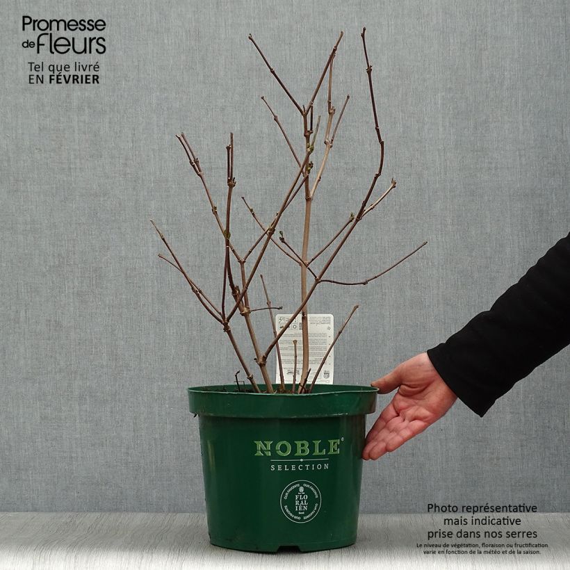 Example of Calycanthus raulstonii Hartlage Wine - Specerijstruik Pot van 7,5 l/10 l as you get in hiver