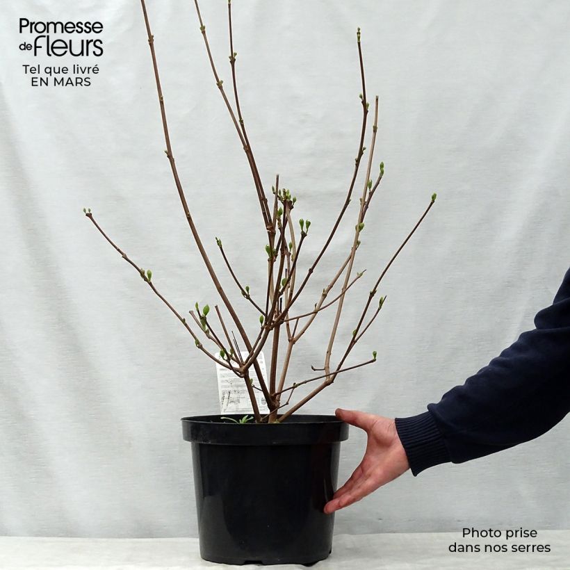 Exemplaar van Calycanthus raulstonii Hartlage Wine - Specerijstruik Pot van 7,5 l/10 l zoals geleverd in de lente