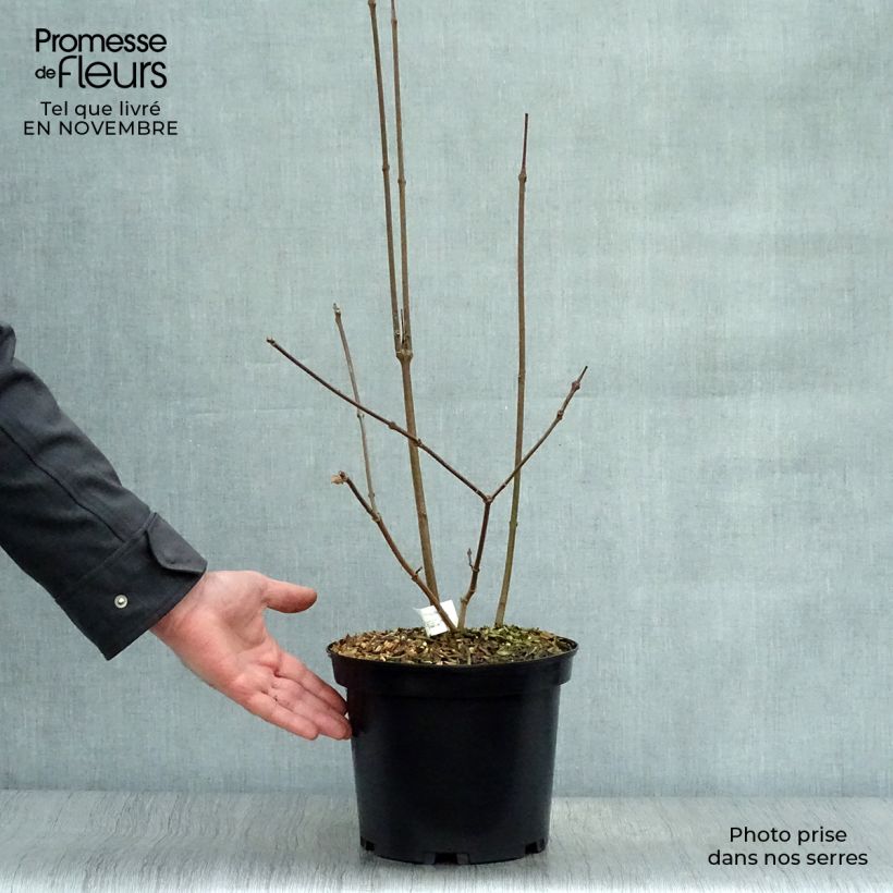Exemplaar van Calycanthus raulstonii Hartlage Wine - Specerijstruik Pot van 3 l/4 l zoals geleverd in de herfst