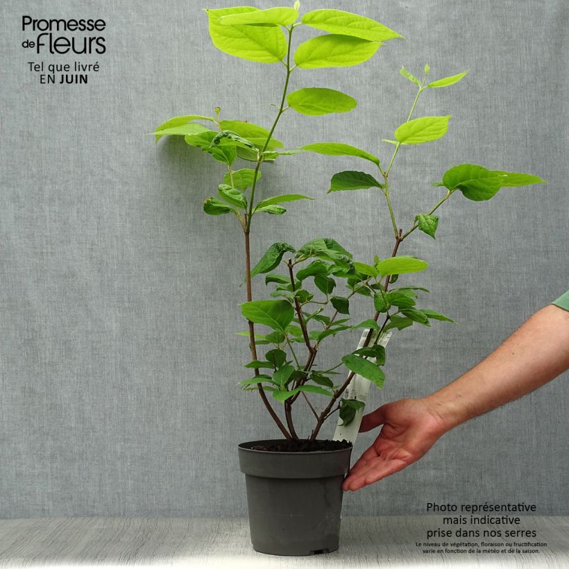 Exemplaar van Calycanthus raulstonii Hartlage Wine - Specerijstruik Pot van 3 l/4 l zoals geleverd in de zomer