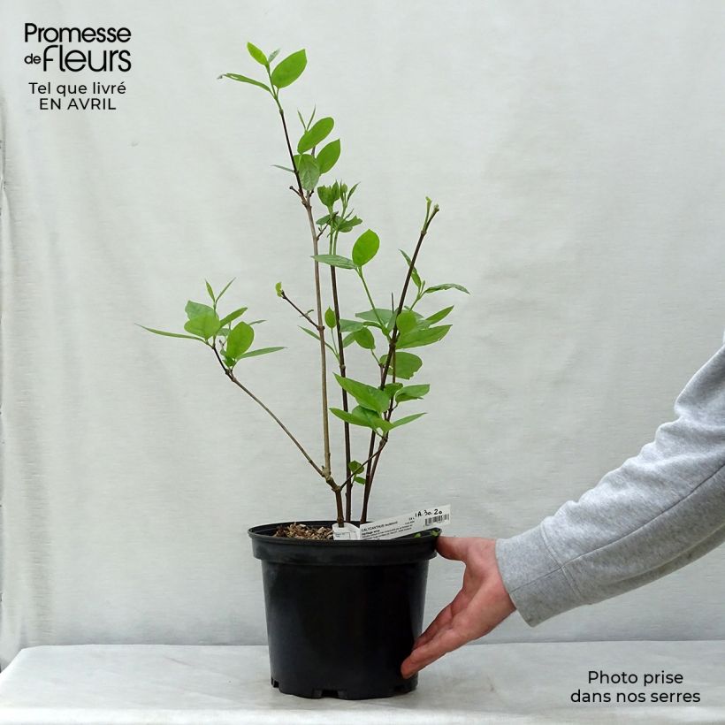 Exemplaar van Calycanthus raulstonii Hartlage Wine - Specerijstruik Pot van 3 l/4 l zoals geleverd in de lente