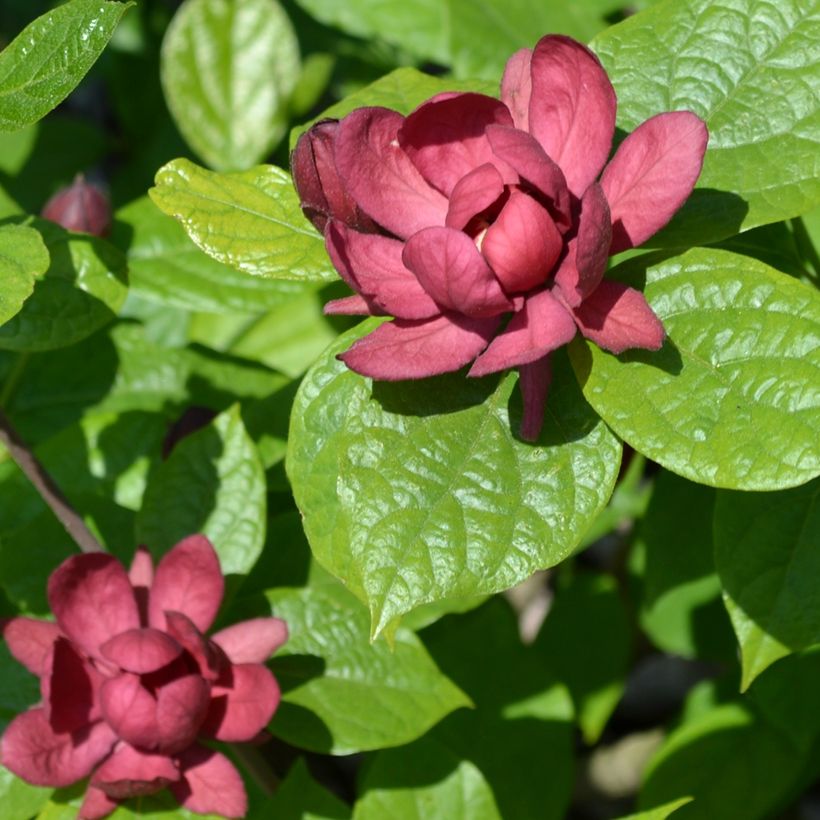 Calycanthus raulstonii Hartlage Wine - Specerijstruik (Bloei)