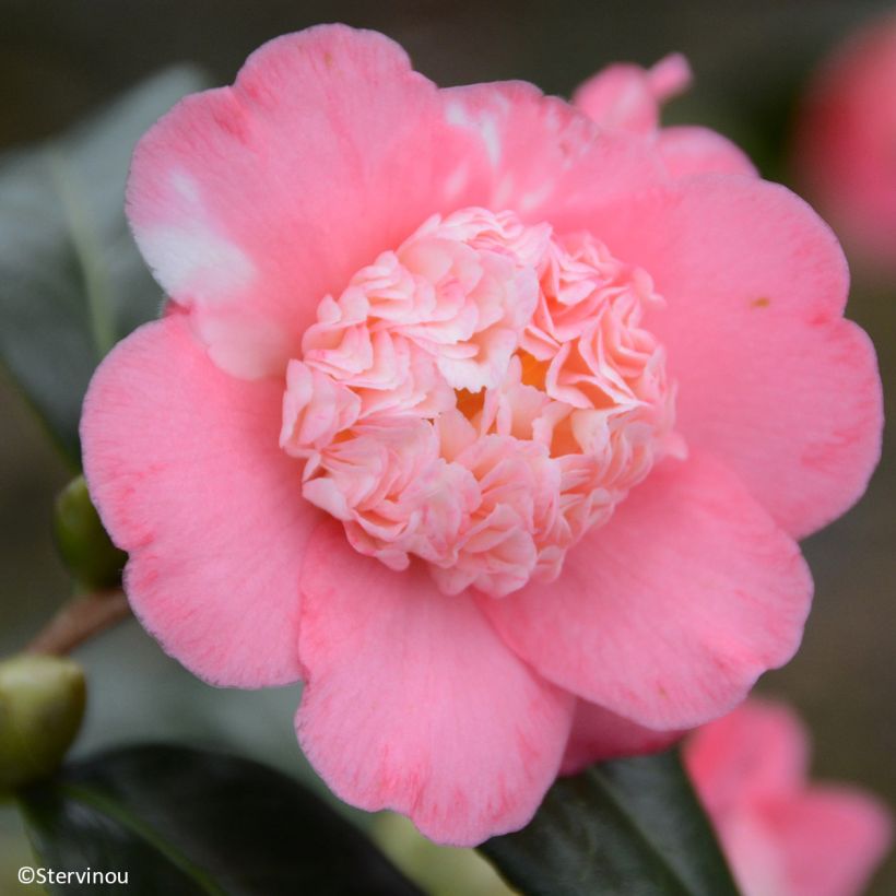 Camélia Baby Sis Pink - Japanse camelia (Flowering)