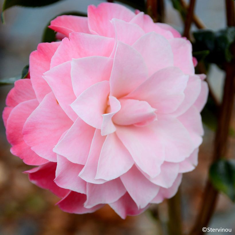 Camellia x williamsii Buttons N Bows - Williamsii-camelia (Flowering)