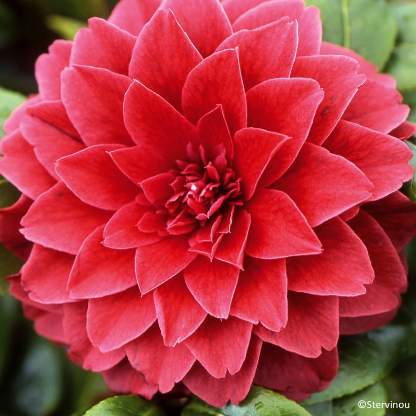 Camellia japonica Manuroa Road - Japanse camelia (Flowering)