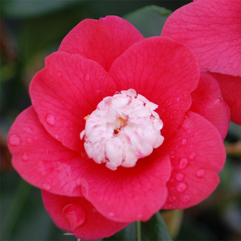 Camellia japonica Marshmallow - Japanse camelia (Flowering)