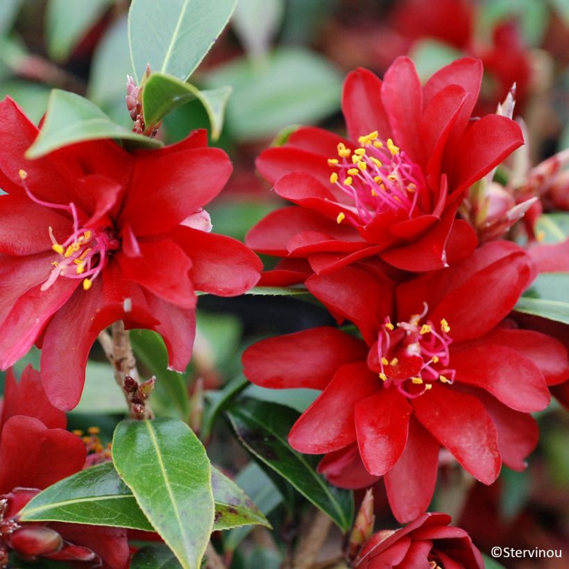 Camellia x williamsii Night Rider - Williamsii-camelia (Bloei)