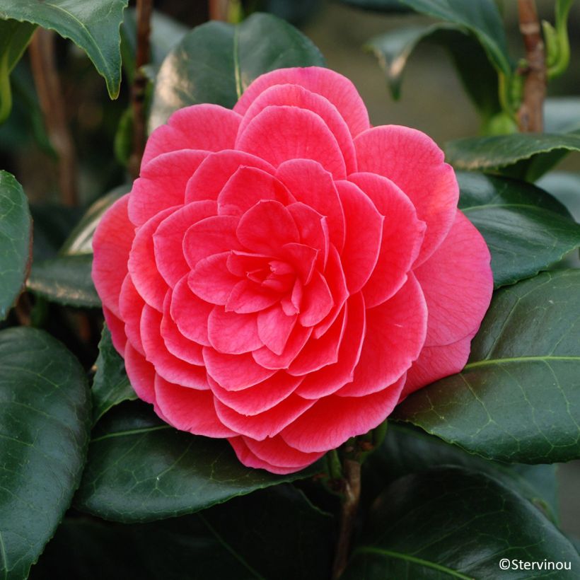 Camellia japonica Tada Meibi - Japanse camelia (Bloei)