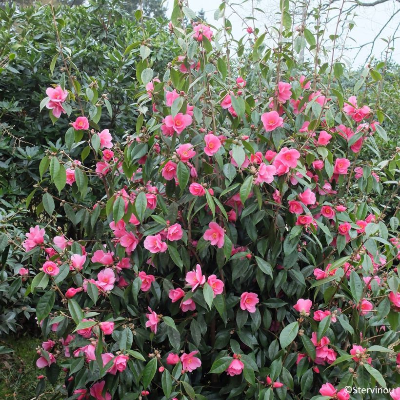 Camellia Crimson Candles - Japanse roos (Plant habit)