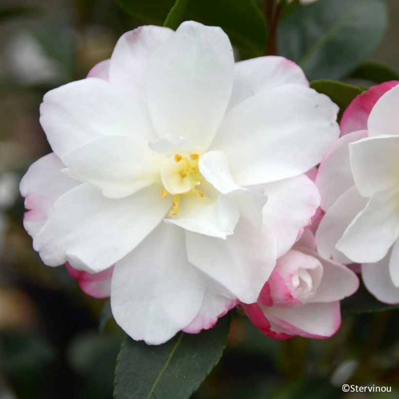 Camellia sasanqua Blush - Herfstcamelia (Flowering)