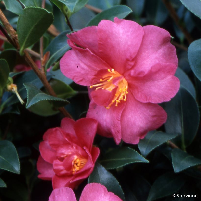 Camellia sasanqua Hiryu - Herfstcamelia (Flowering)