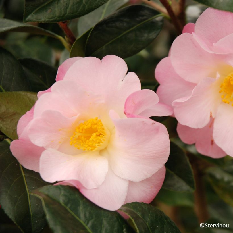 Camellia Nicky Crisp - Japanse roos (Flowering)