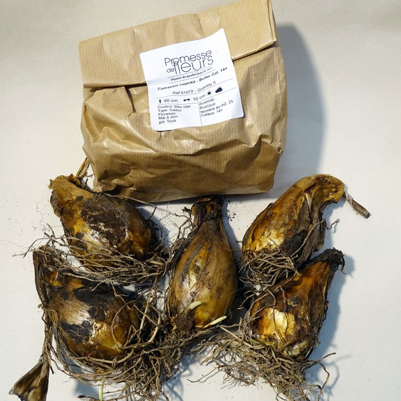 Example of Camassia cusickii Doos size 14+ as you get