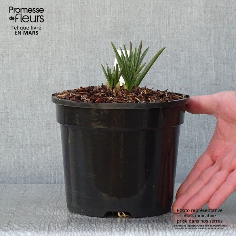 Example of Camassia cusickii Pot van 2 l/3 l as you get in hiver