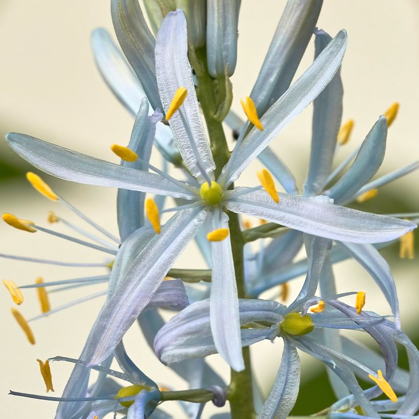 Camassia cusickii - Prairielelie (Flowering)