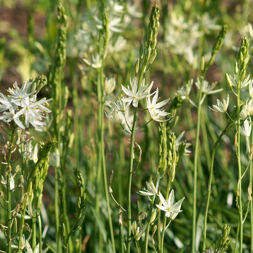 Camassia leichtlinii Alba - Prairielelie (Plant habit)