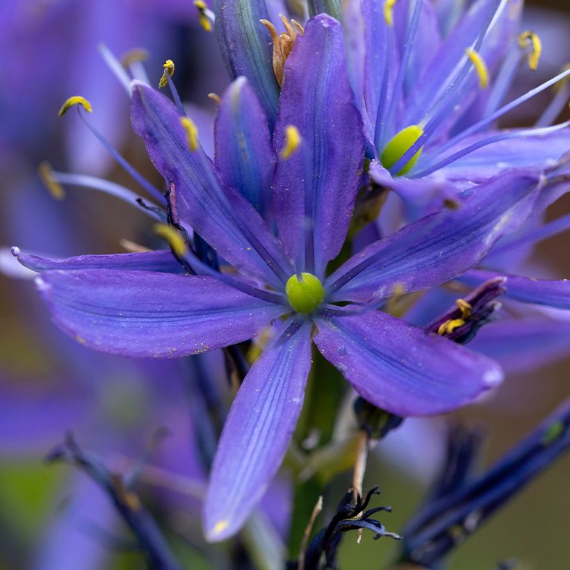 Camassia leichtlinii subsp. suksdorfii Caerulea - Prairielelie (Flowering)