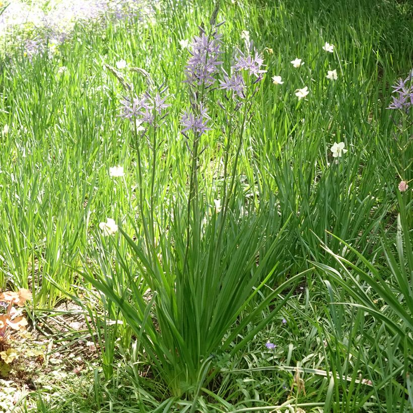 Camassia leichtlinii subsp. suksdorfii Caerulea - Prairielelie (Groeiplaats)